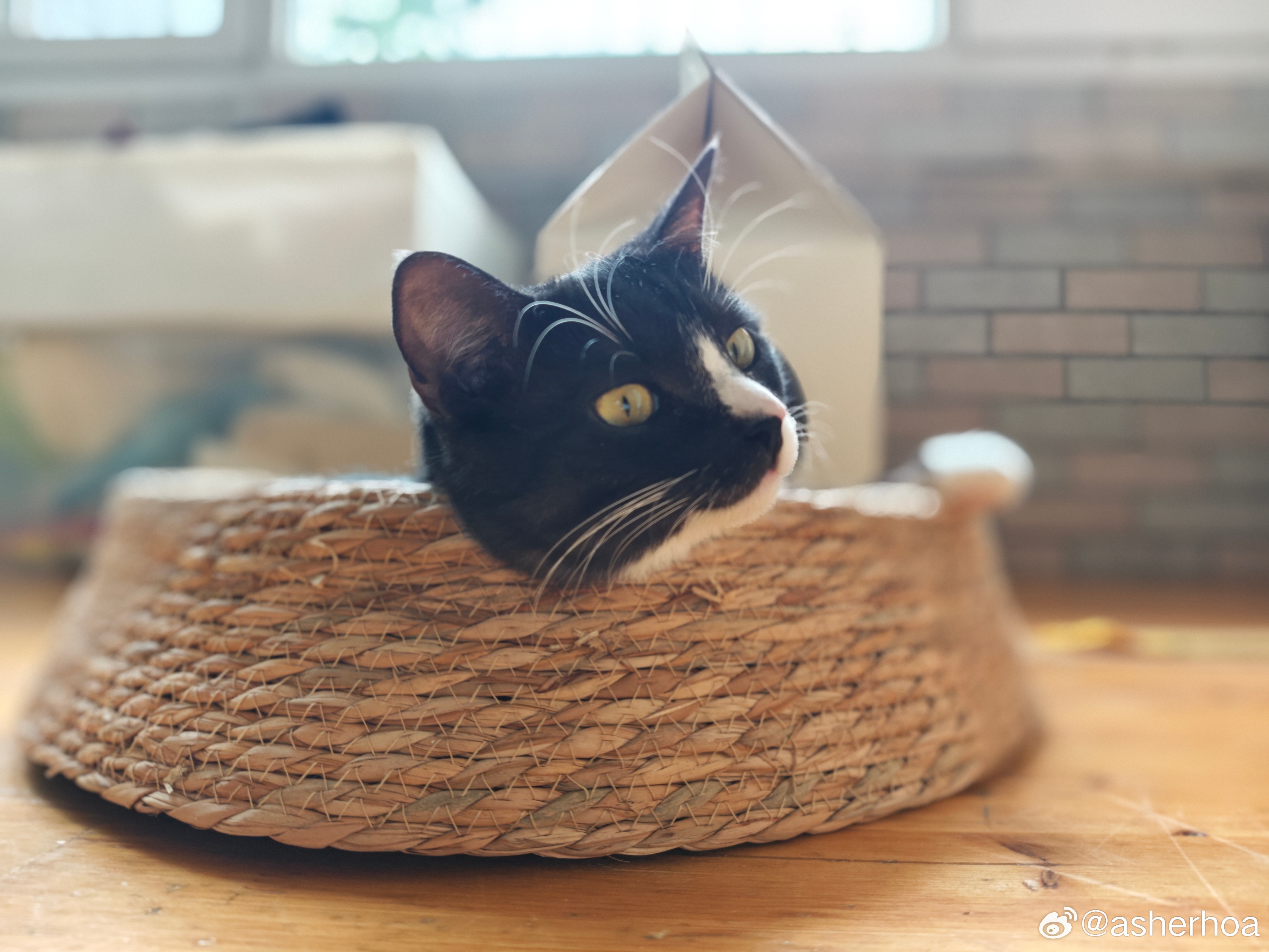 猫巨头 