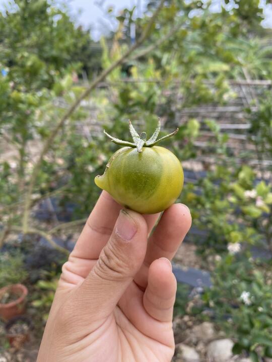 这颗贼不偷长得好像茶壶噢🫖 🍅