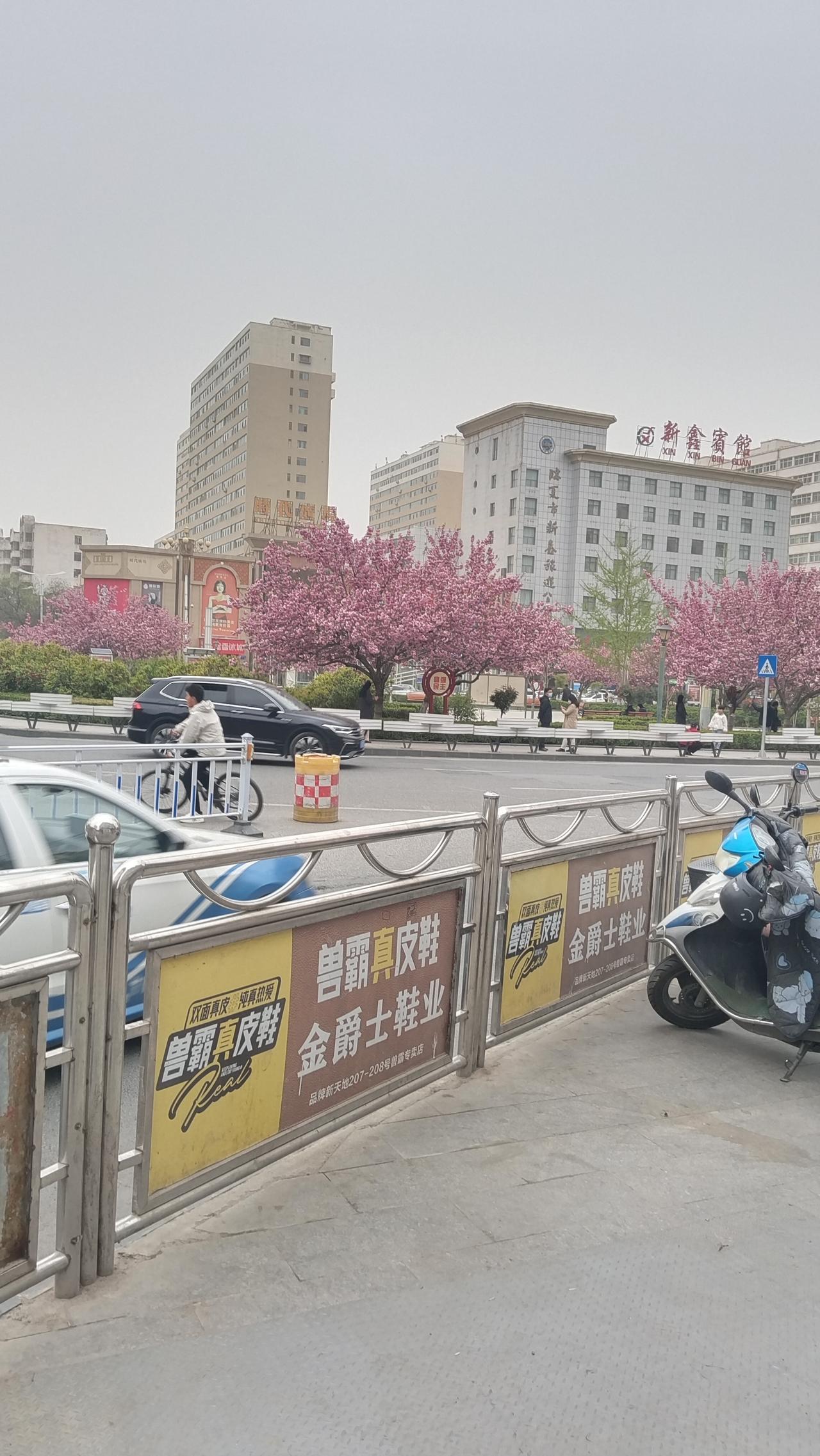 繁华街头的春日盛景，粉色的樱花树与现代建筑相映成趣。夕阳西下，满是收获和急匆匆的