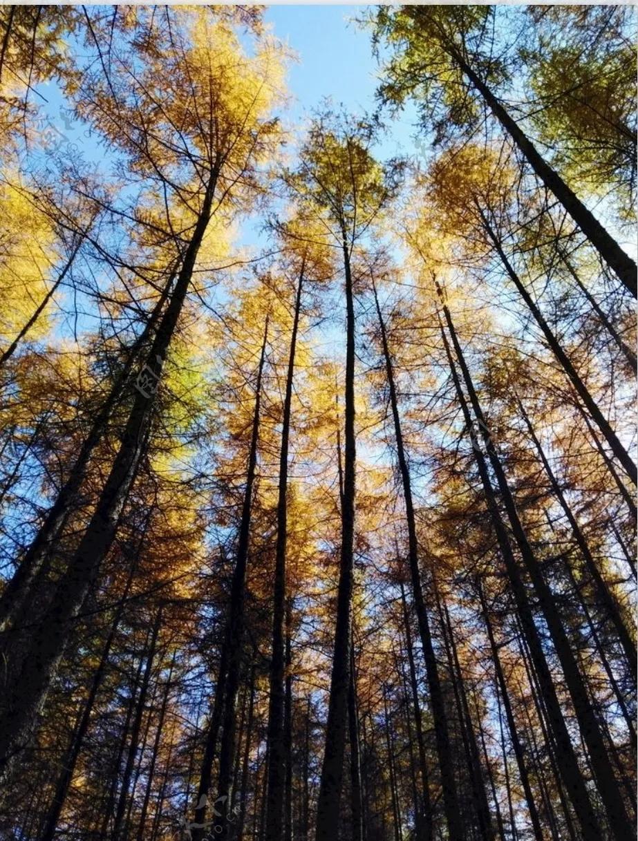 我在天地间，活我自己的，所以我挺拔！