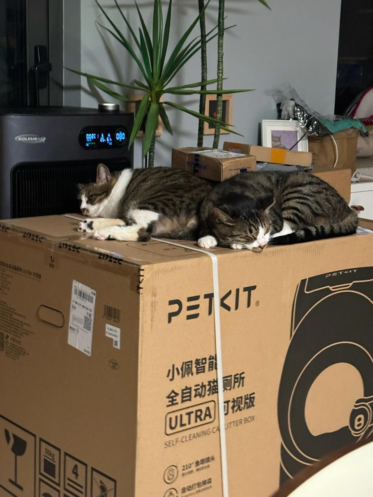 茶花气得兴师问罪，爱一只渣猫真的好难！
#猫咪# #萌宠#