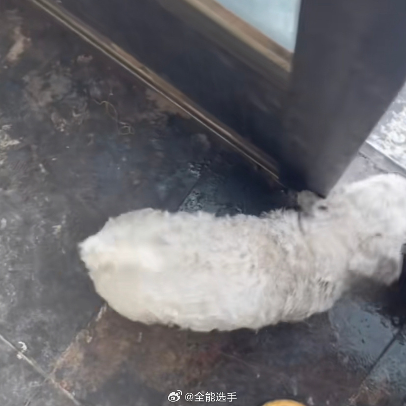 雪能有多显黑[允悲]#v笑年度大赏# ​​​