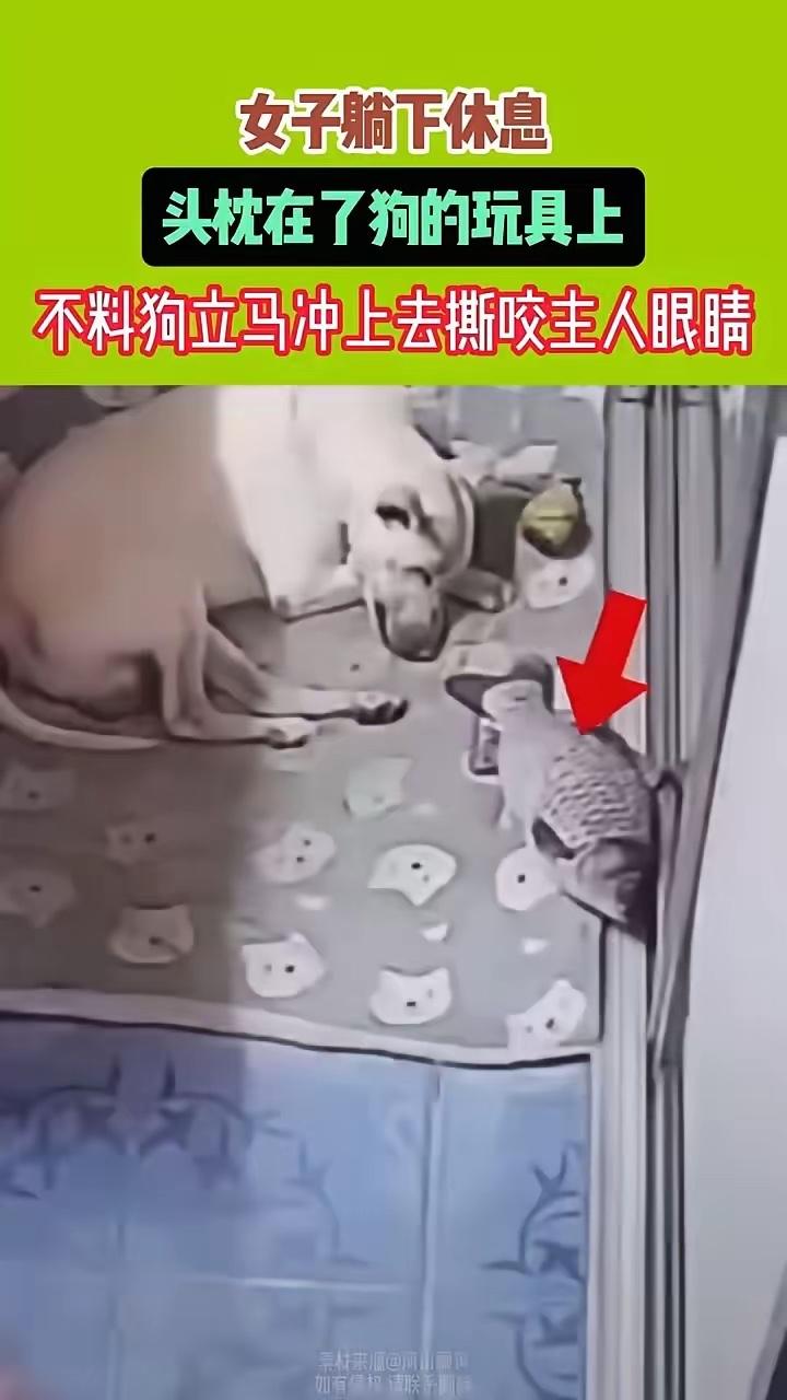 2024年媒体报道，黑龙江一女子躺下休息，头枕在了狗的玩具上，没想到狗扑到主人的