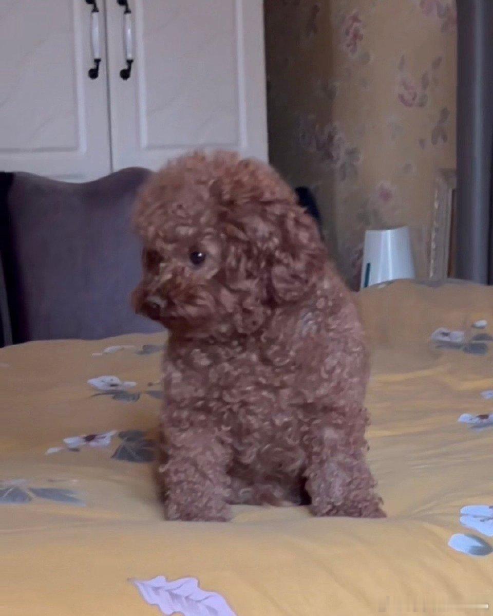 酒酒已经变成了大家不认识的模样了🤣🤣 