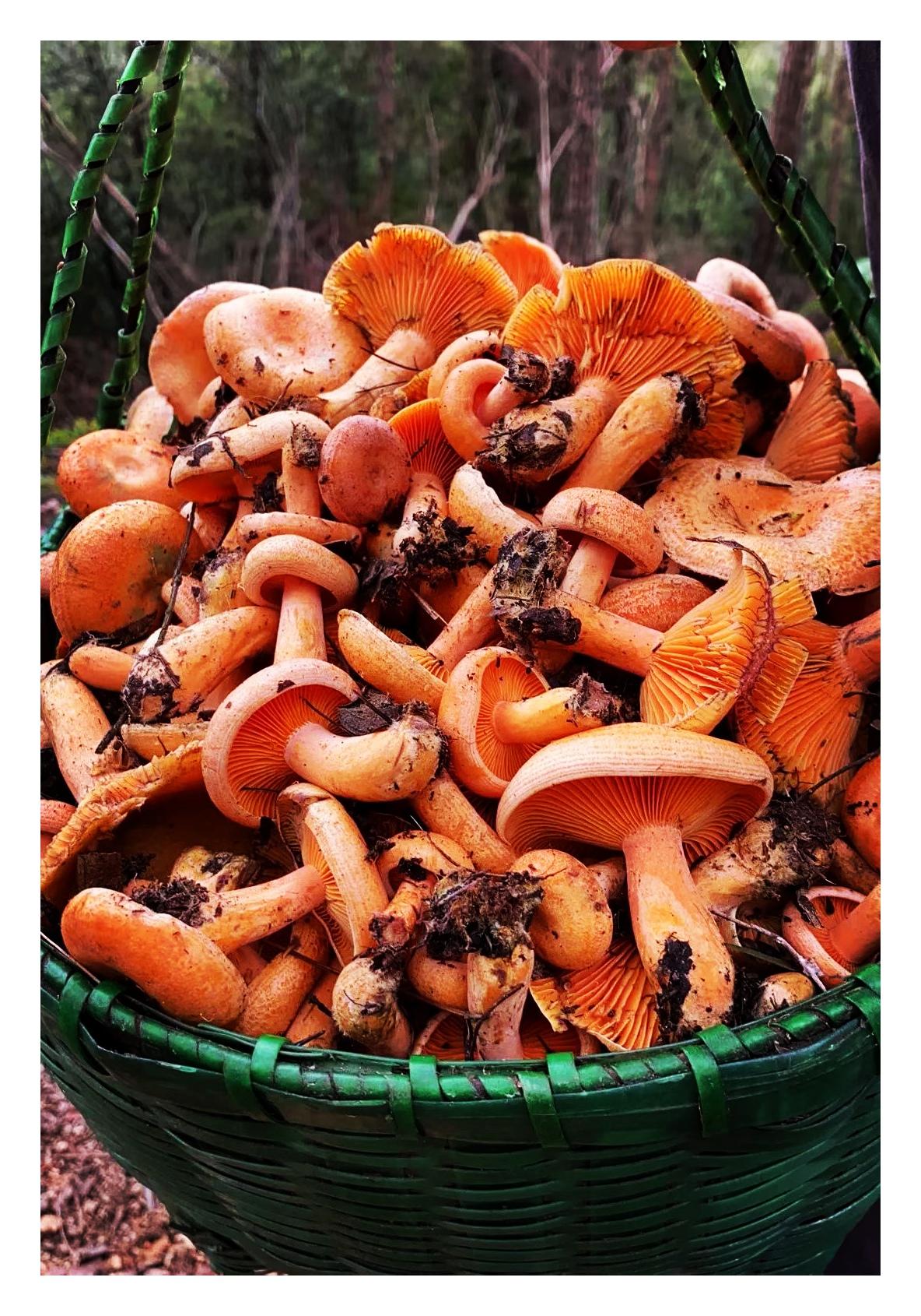 【秋季吃野蘑菇】周末回大大巴山腹地米仓山北北麓的老家，采了很多野蘑菇（松树菌）来