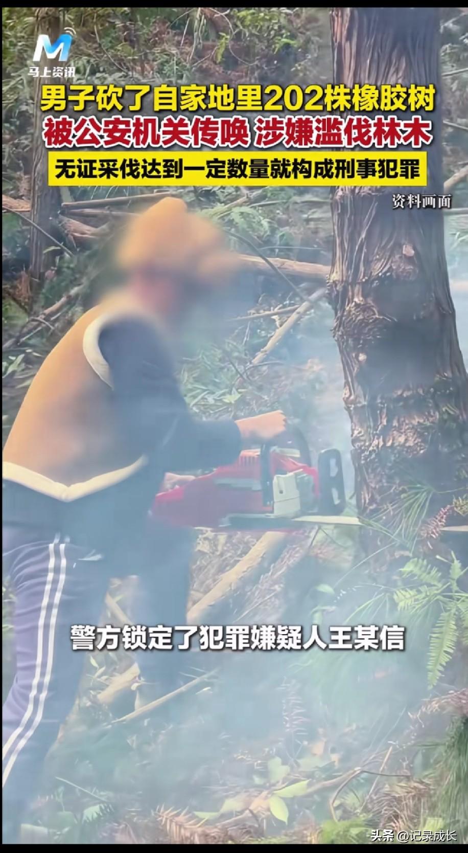 云南男子砍伐自家地里的200棵橡胶树
被警方传唤了，涉嫌滥伐树木
因为他没有办理
