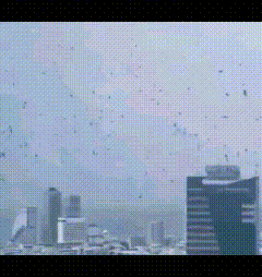 以色列的废墟之下，必定还有大量遇难者遗体未能挖出，任由腐烂。

成群乌鸦在特拉维