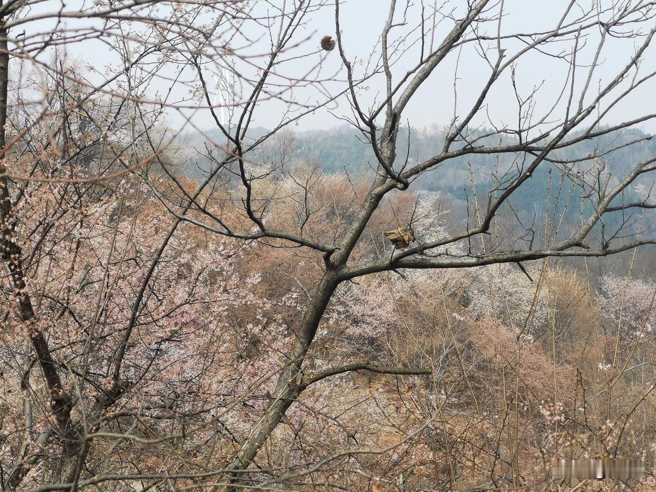 虽然说离王母观樱花节还有一段时间，但今年山上的樱花开得特别早。昨天周末又是三八妇