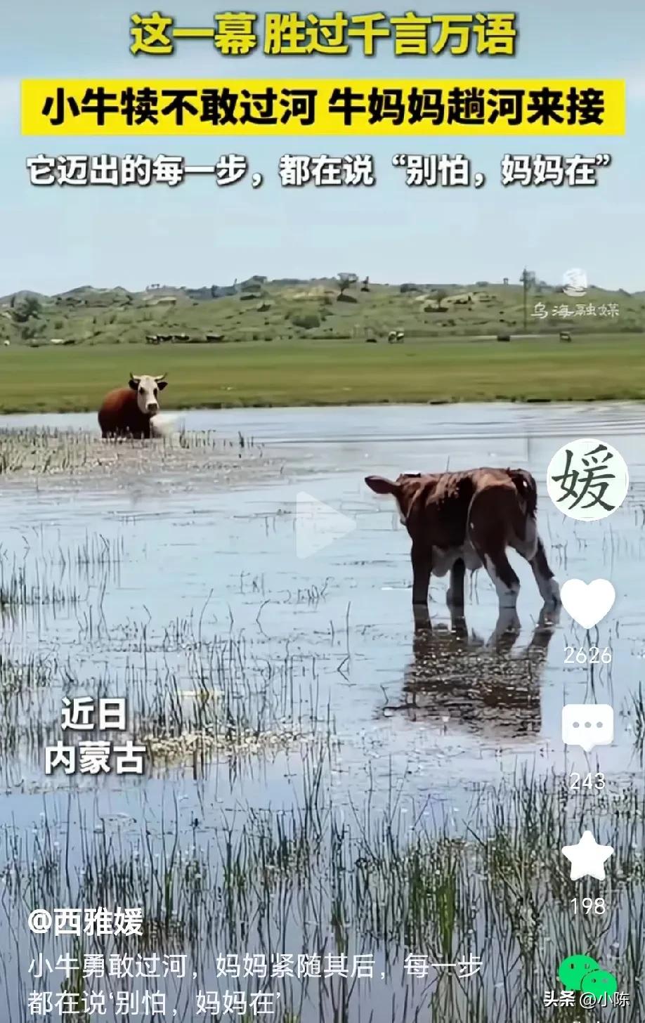 万物皆有灵！内蒙古，牛妈妈带着小牛犊过河，牛妈妈到达河对岸回头一看，才发现小牛犊