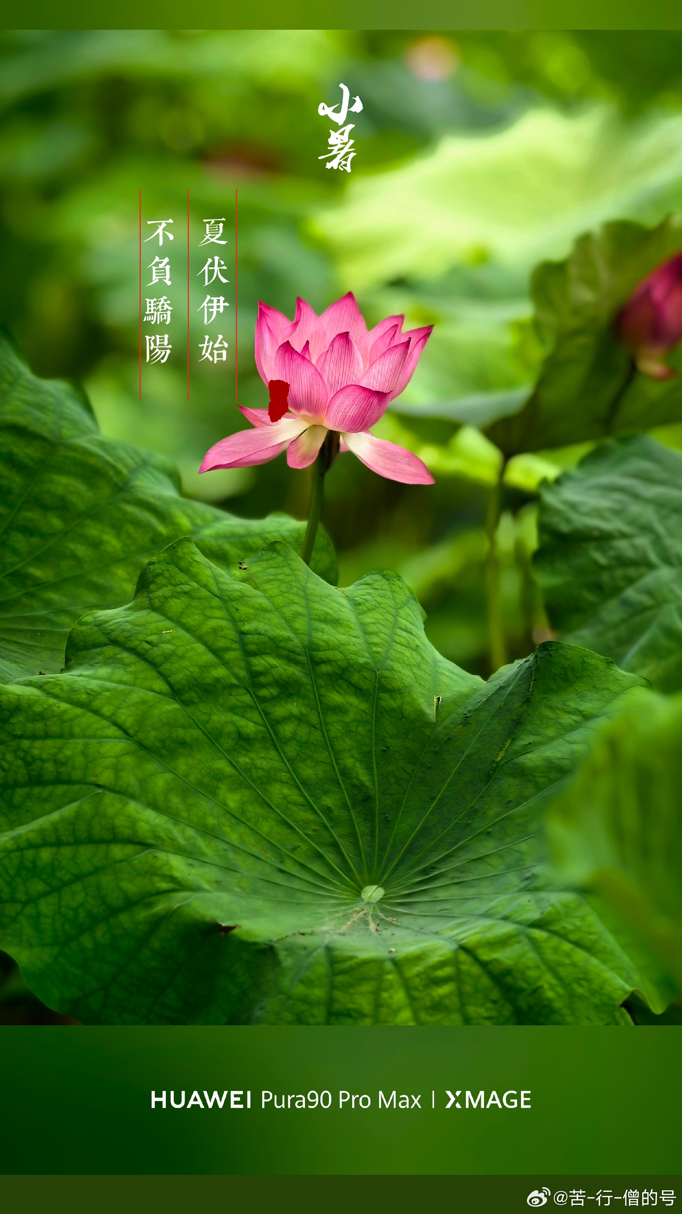 今日小暑黄文说黄文说摄影世界投稿摄影世界华为pura90华为鸿蒙越用越香 阜阳·