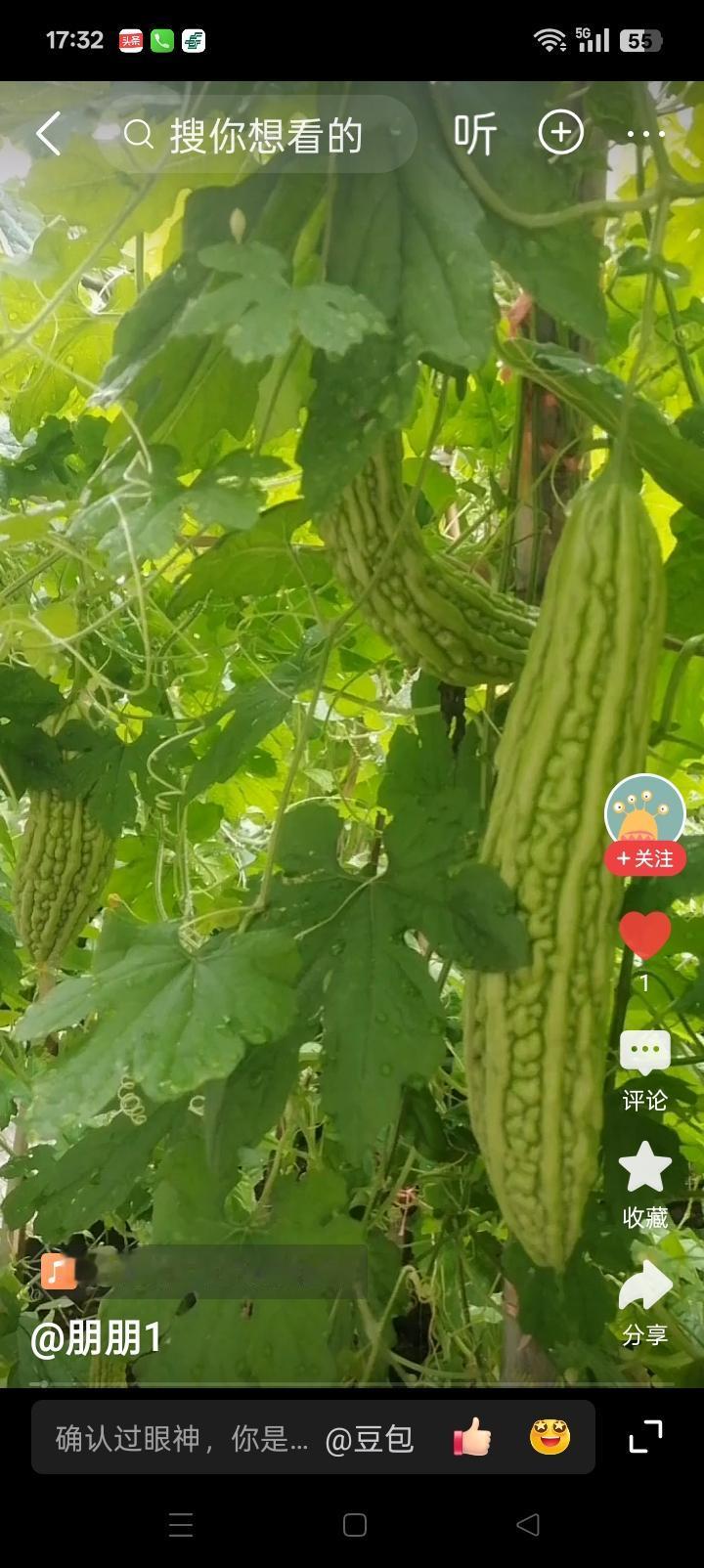苦瓜夏天吃最好，润肺泻火降糖，是一种非常好的菜蔬，大家喜欢吃吗？凉拌和鸡蛋，肉丝