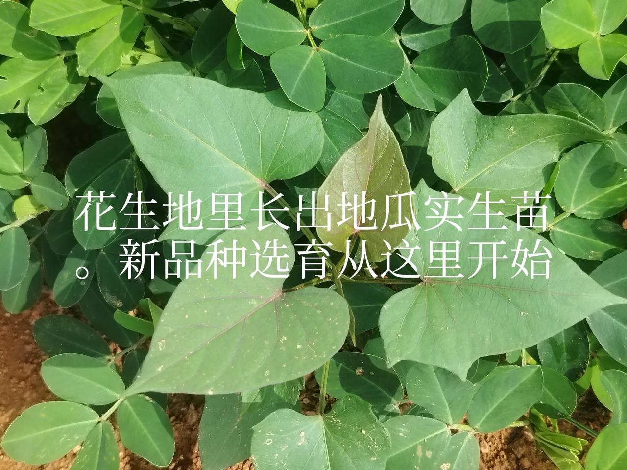 一一兔哥