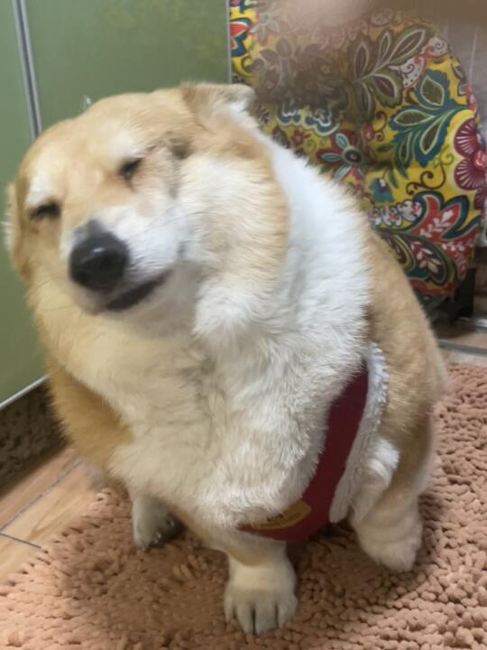 汪知错，汪不改