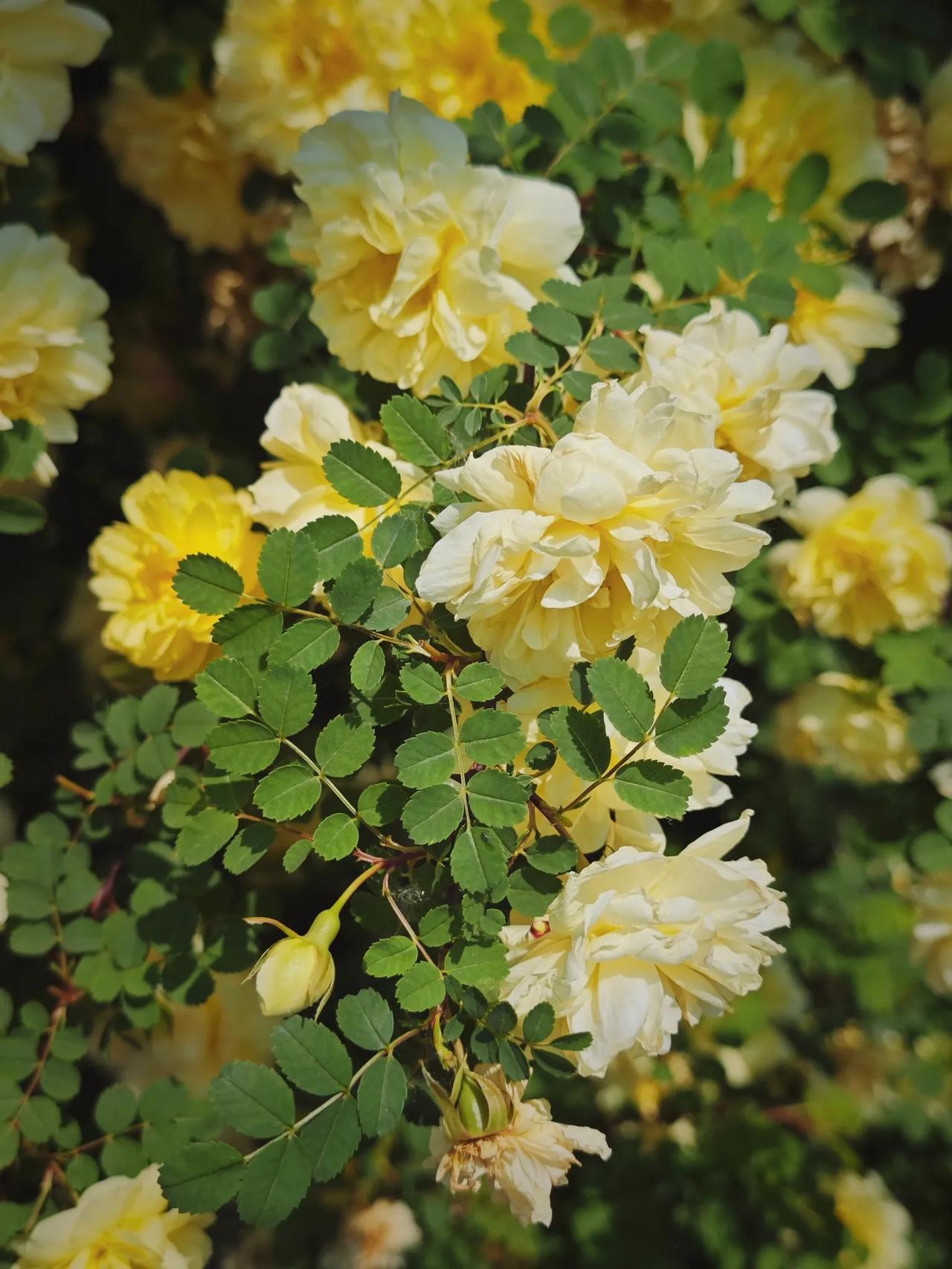 想问一下👀伊通河边这是什么花？开得好美

去伊通河散步时发现有一大片小黄花
在