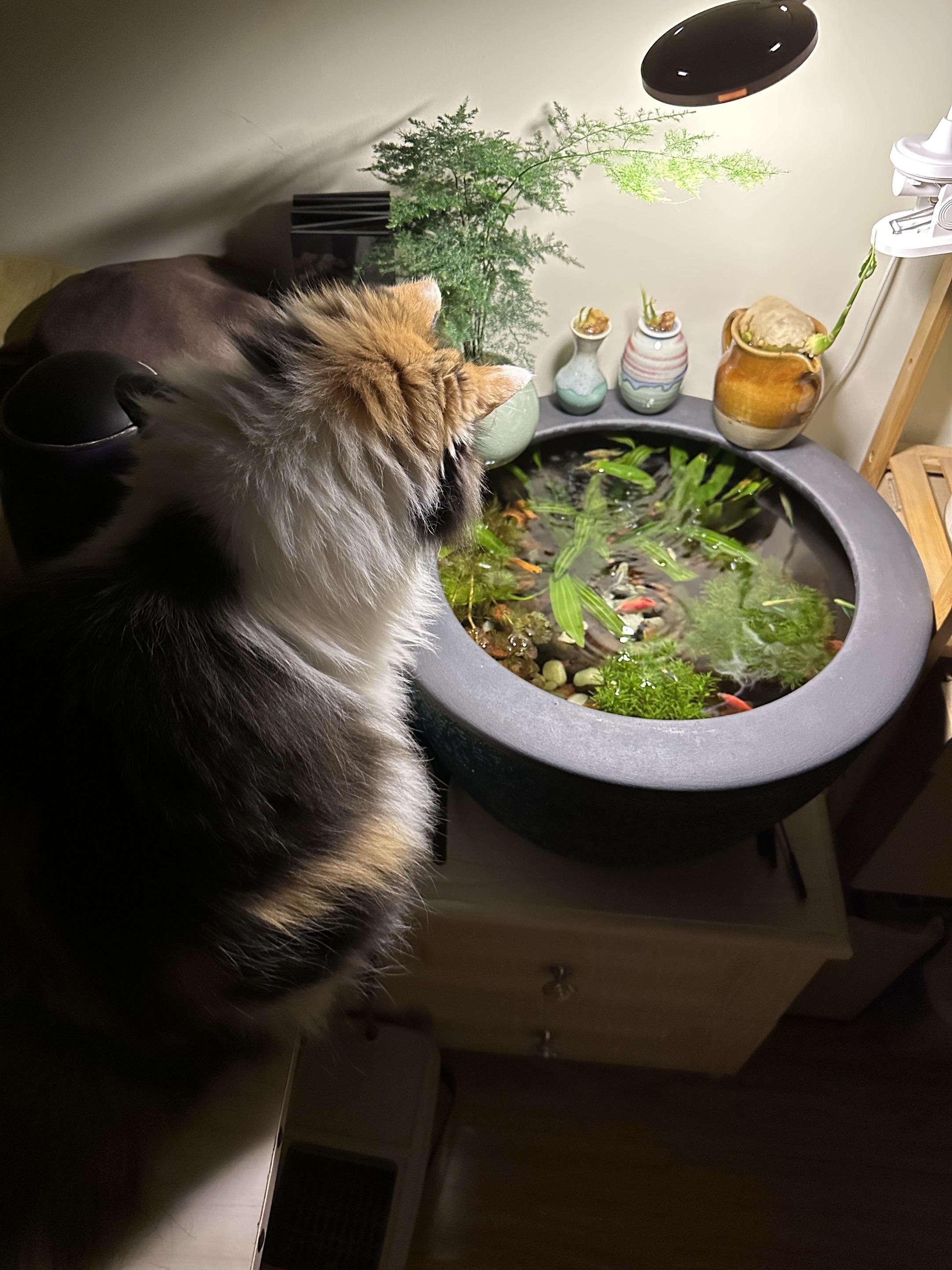 在鱼缸前发呆真的很治愈 记录猫咪日常 可爱小猫 记录生活