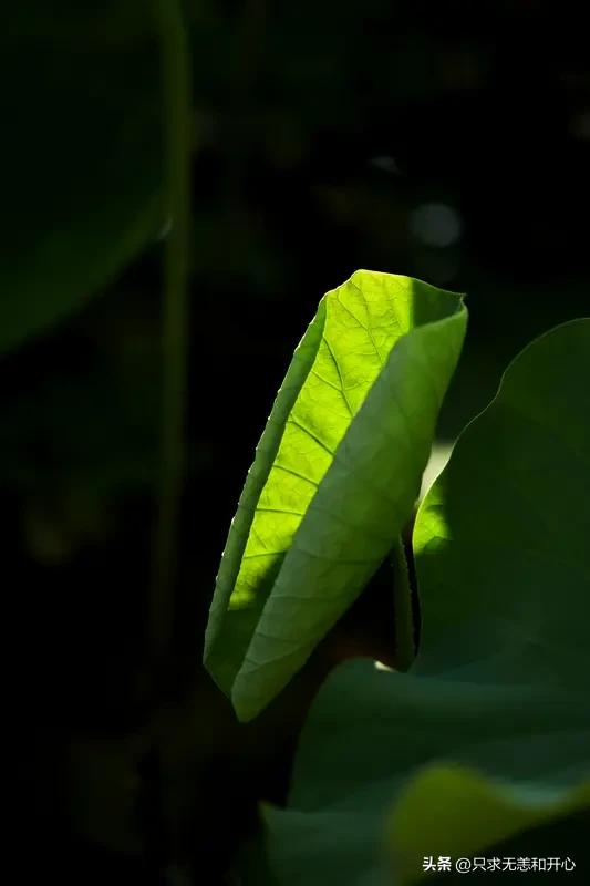 “荷叶如少女般翩翩起舞。”
是拟人还是比喻？

几天没更新，掉了两个粉儿，怎么对
