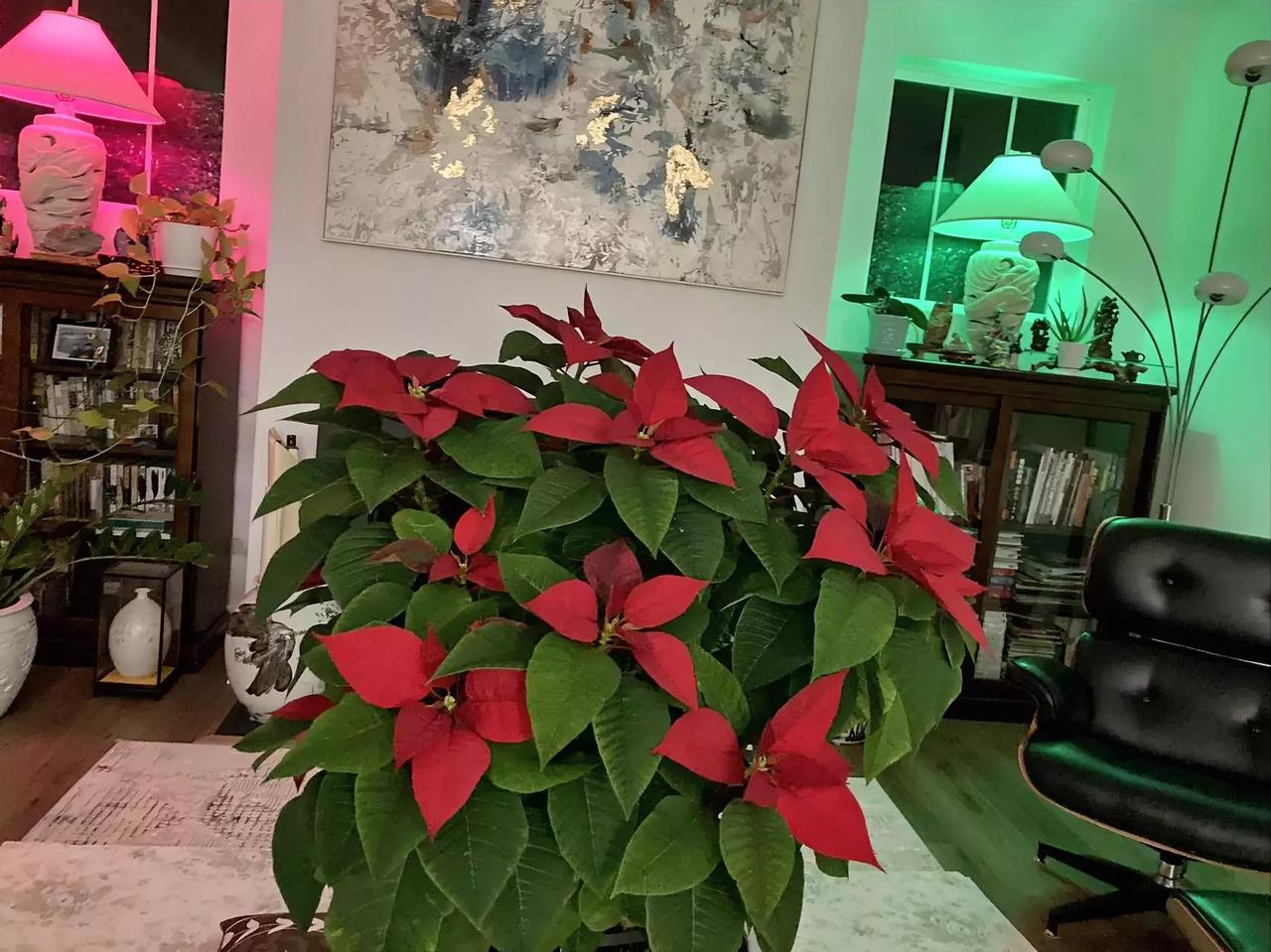 一早与妹妹互相道早安，她们今天过圣诞，发了自己培植的圣诞红盆栽花给我看。
妹妹手