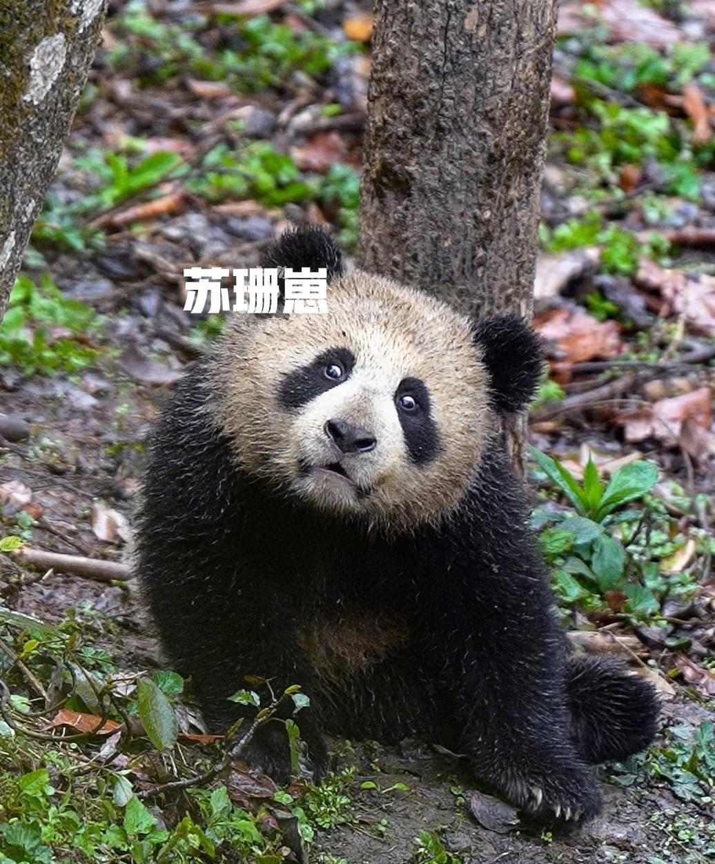 苏珊崽：你们五个给我跪下，姐有事求你们[皱眉]
云朵崽、雅雅崽、娜娜崽、翠翠崽：