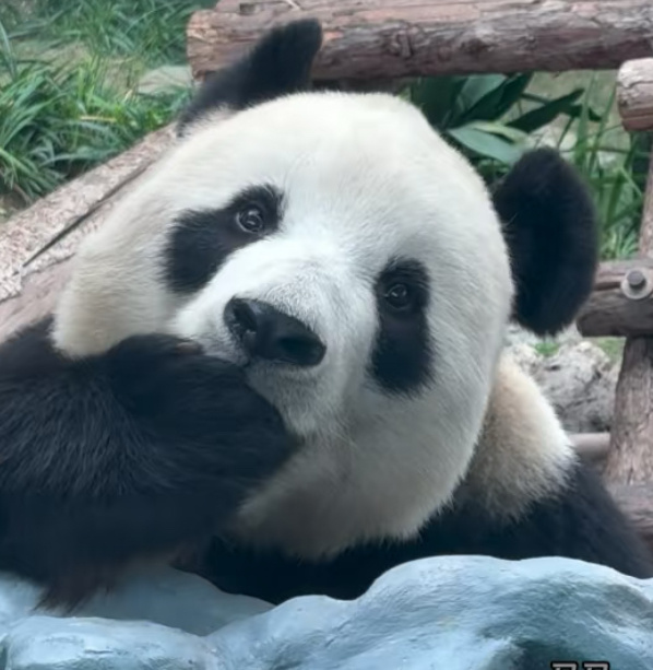 如果真的能去成现场present那真的是明年最棒的生日礼物了，因为正好是生日附近
