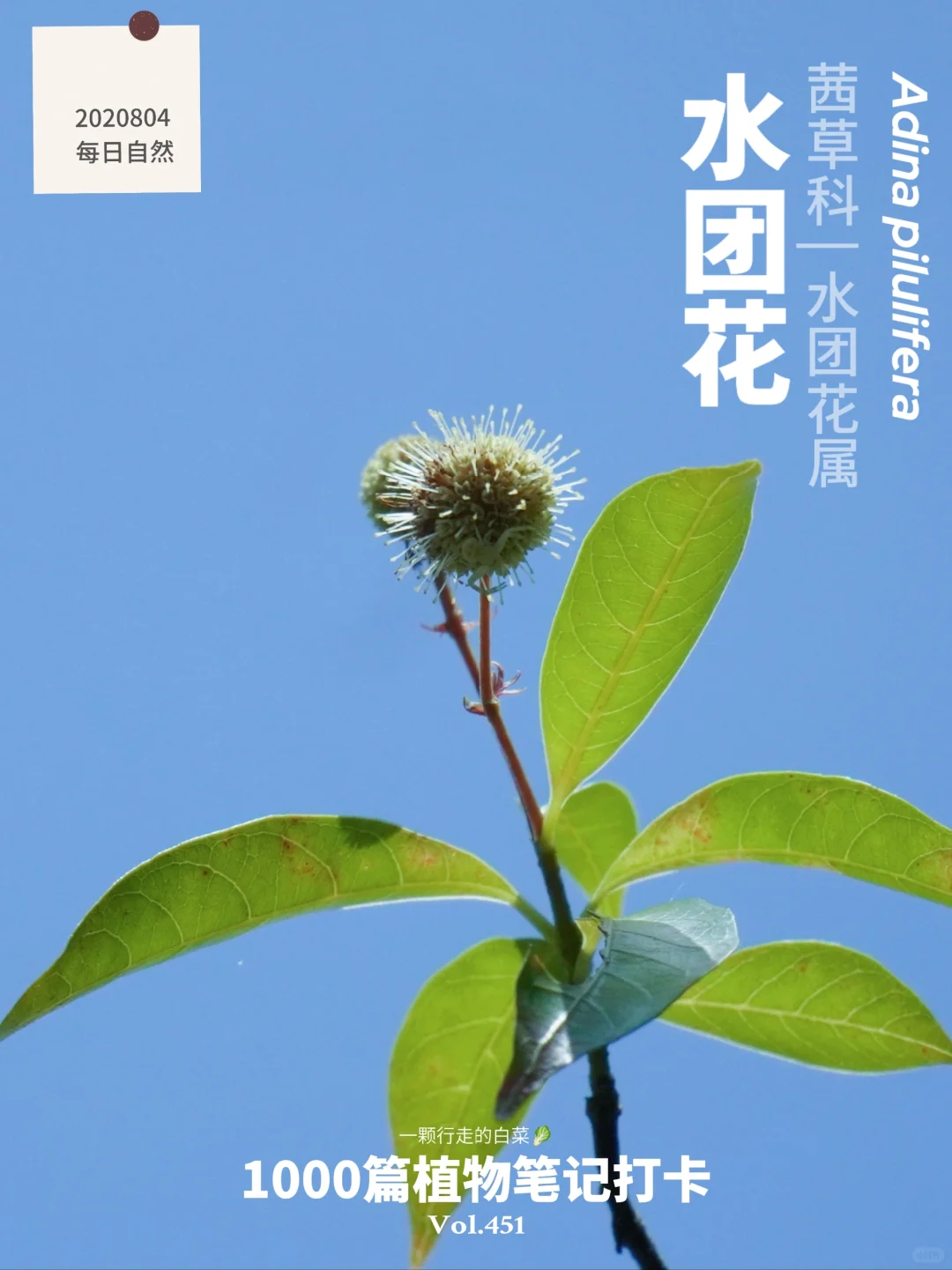 植物笔记451 | 时隔三年我终于拍到了水团花