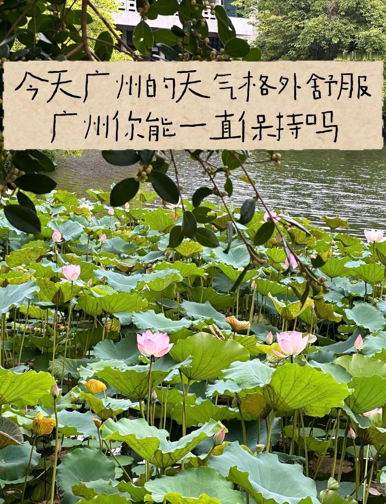 今天的天气真的好舒服，微风吹过，阳光正好。广州能一直保持这样的好天气吗🥺🥺广