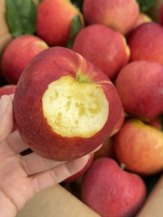 感谢云南网友！让我吃到了今年第一口新鲜🍎。