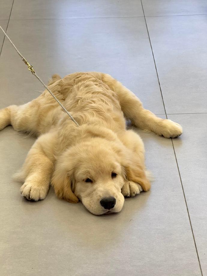 狗狗：陪主人逛街好累～ 