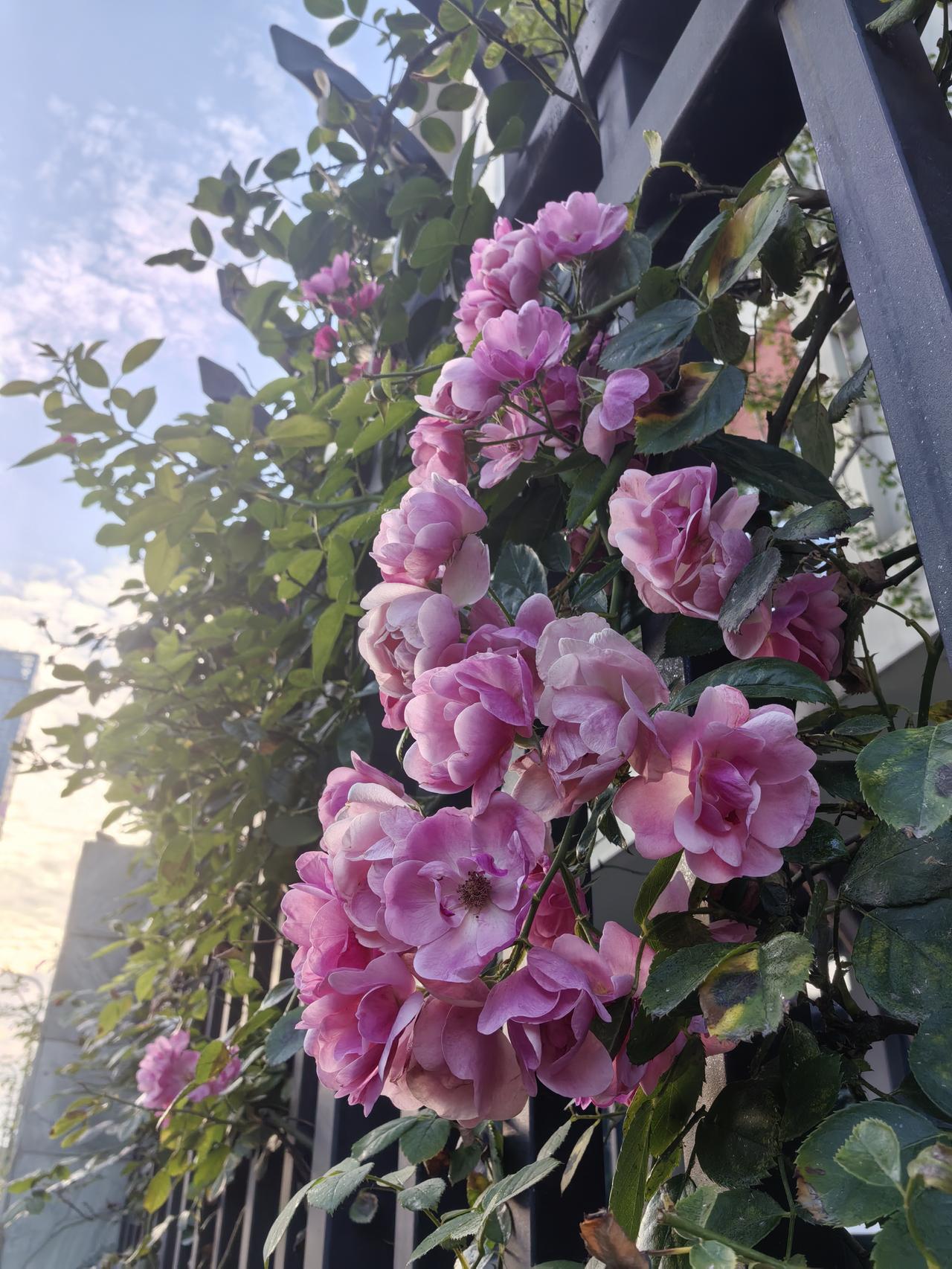 每天都会路过这条开满鲜花的路
好像日子也没那么苦了