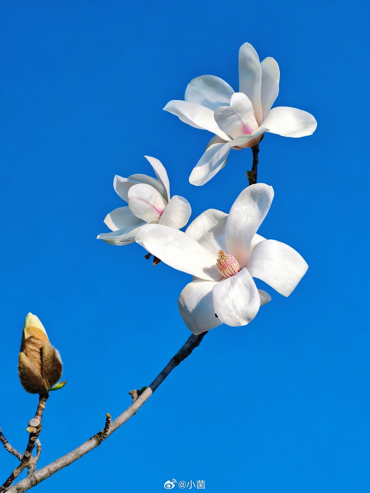 玉兰花开。小菌 早朋友们祝大家有个愉快的心情 