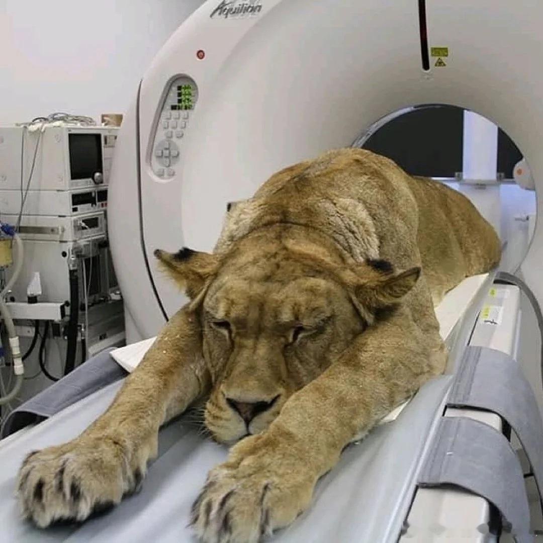 一些在做ct扫描的动物 ​​​