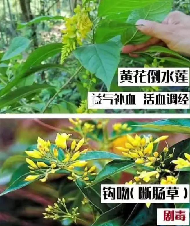最近，深圳李姐一家五口在家里煲鸡汤喝，没曾想喝下汤不到一小时，全家人都出现了中毒