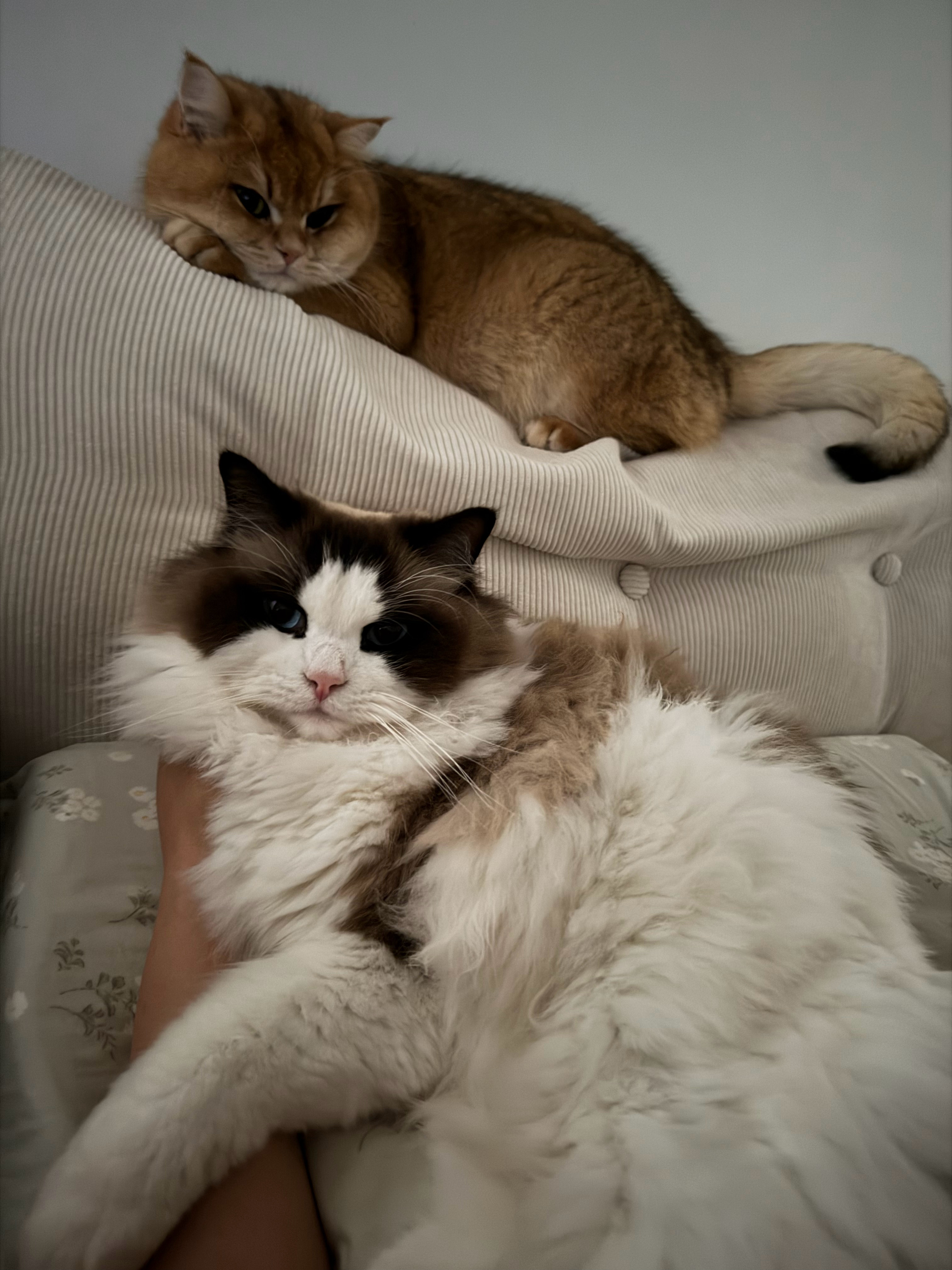 哈哈哈，你说我幸福不幸福？我的幸福感全是我猫猫们给的。 