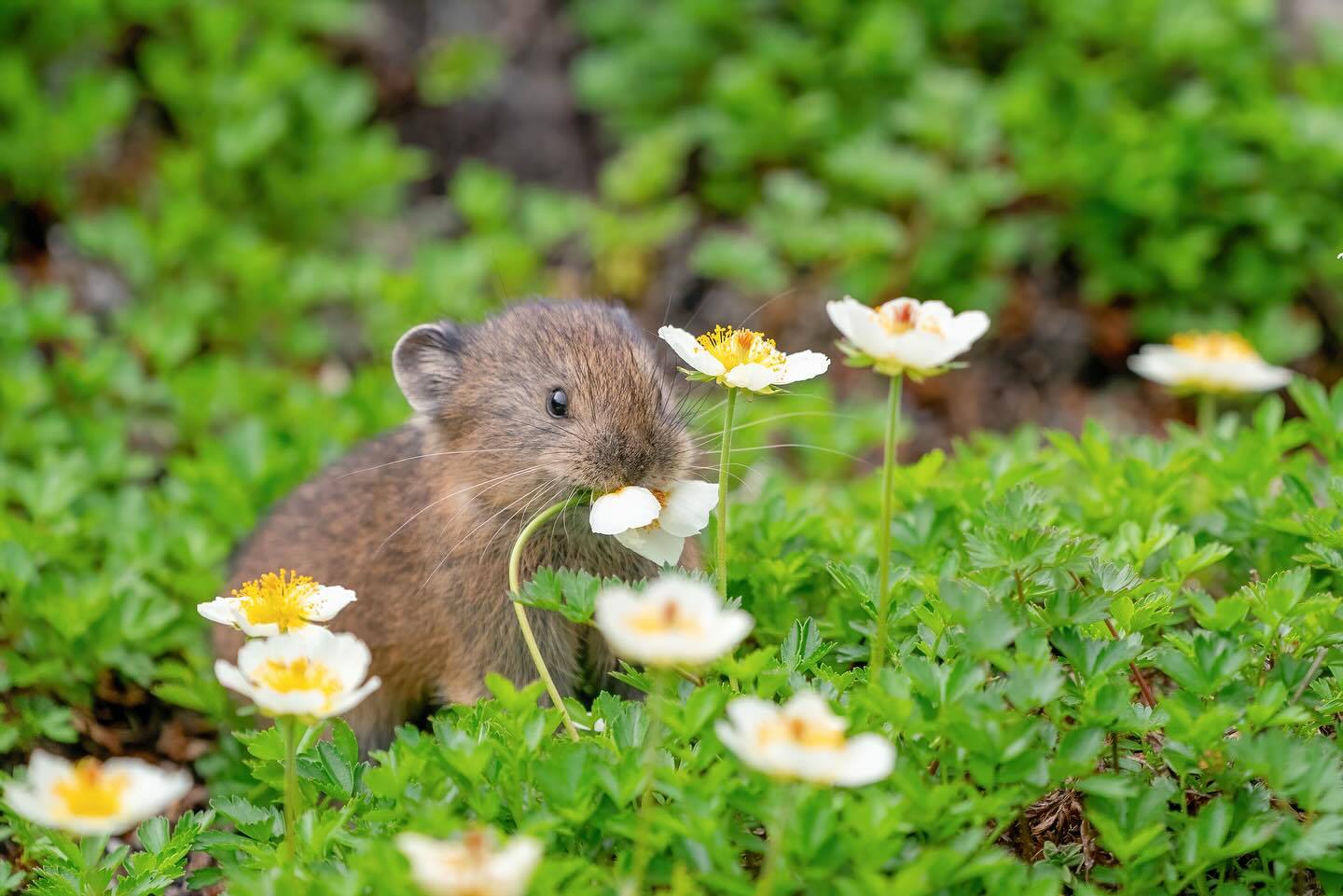 鼠兔 你好人！鼠给你带来了一些花花和吃的！【ins：sachiko.tsuchi