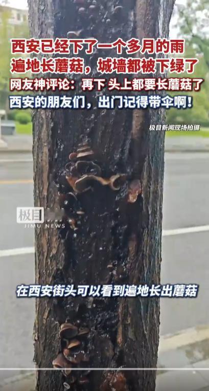 西安连续下雨，遍地长满蘑菇。这下雨天也不错，比如我从农村老家带的红薯，放在地上，
