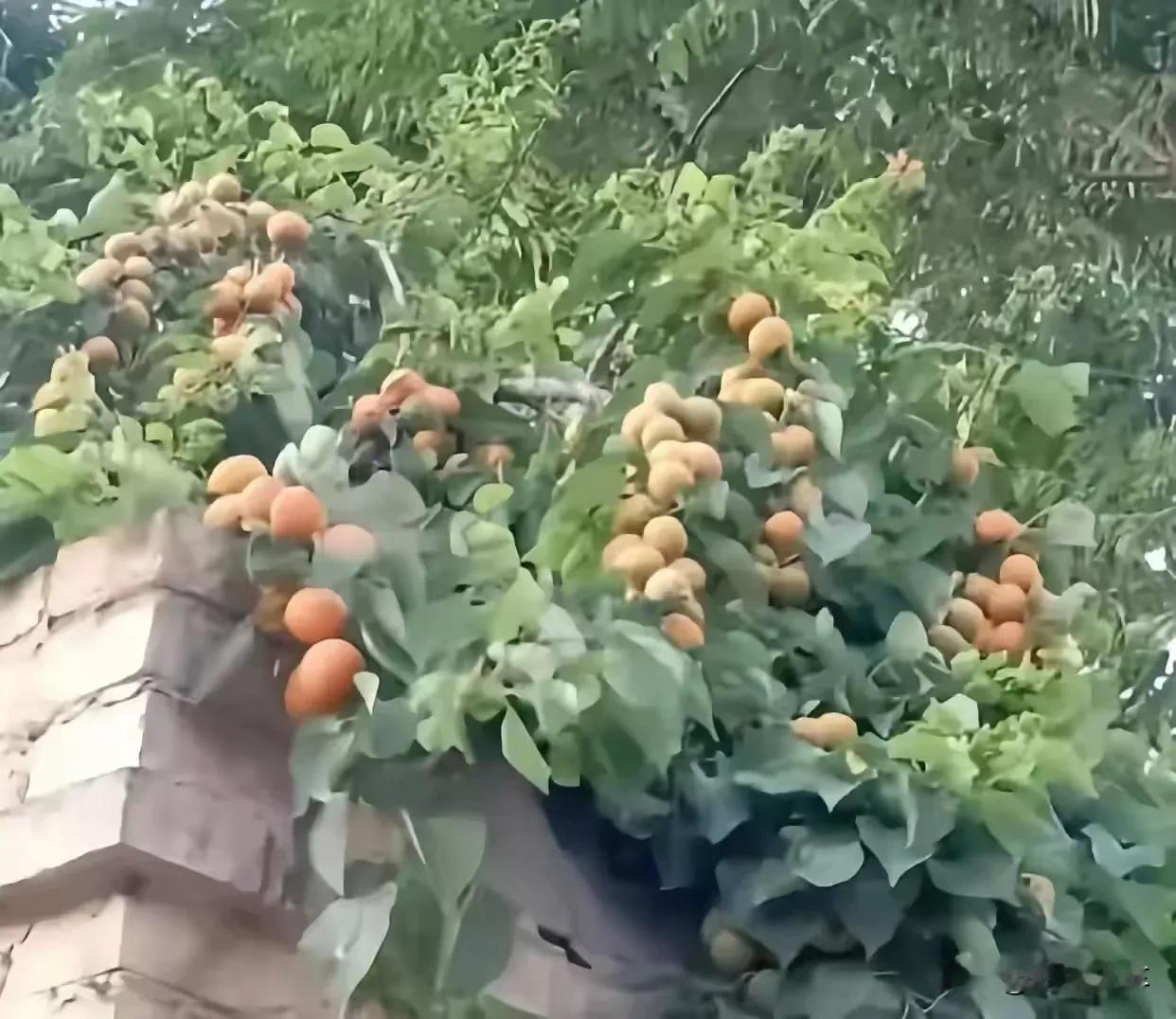 当年我建房子的围墙的时候，按照我自己的地盘边缘建围墙，结果隔壁邻居非得要逼我退一