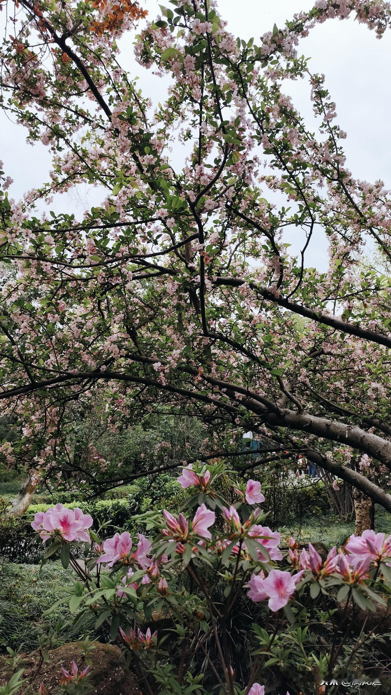 拍一张春天的照片春花滿技迎春来