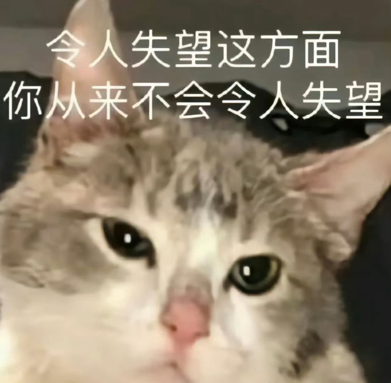 现在的演员听说鹅不和🫘合作又马上世界杯天塌了都在逃档好可怜自己就一点号召力都没