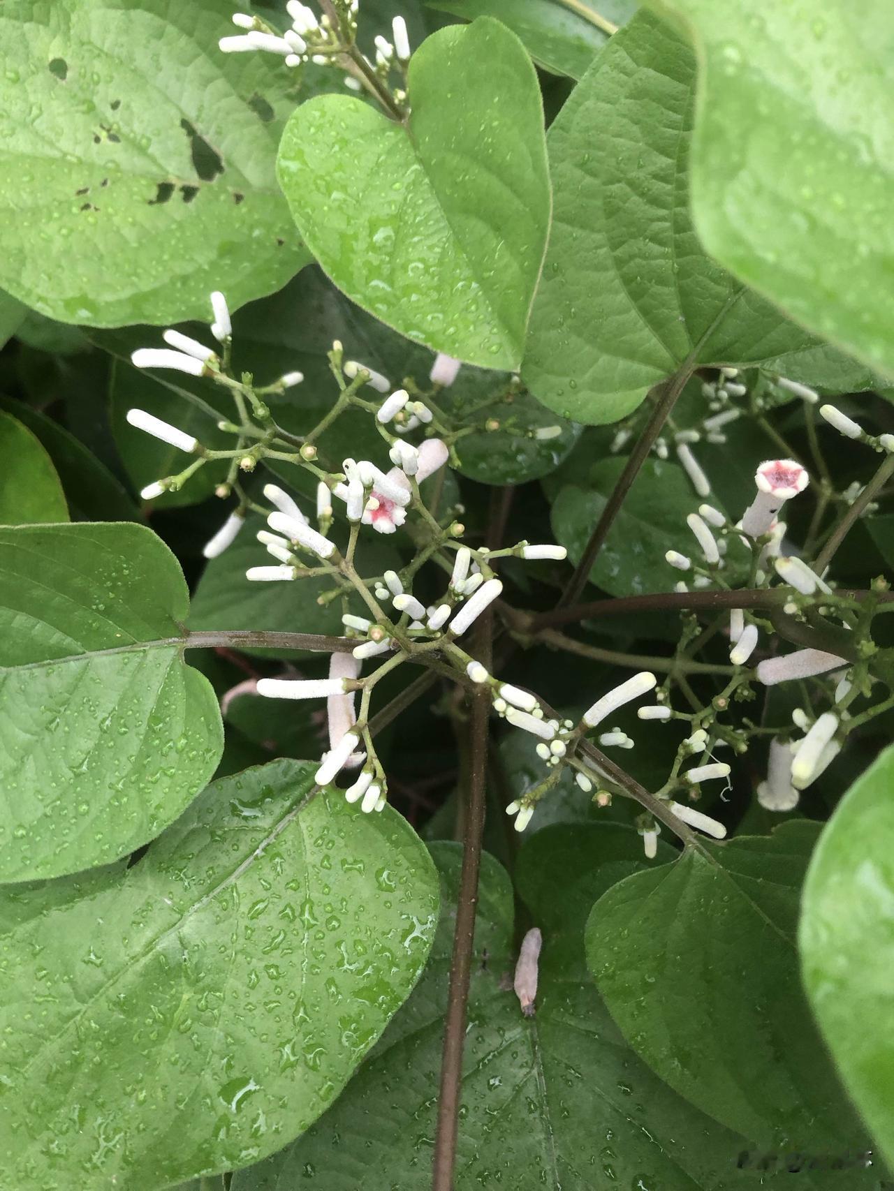 雨后出门闲逛，偶遇不知道什么名字好看的小花，随手拍下来分享。绿叶挂满晶莹水珠，清