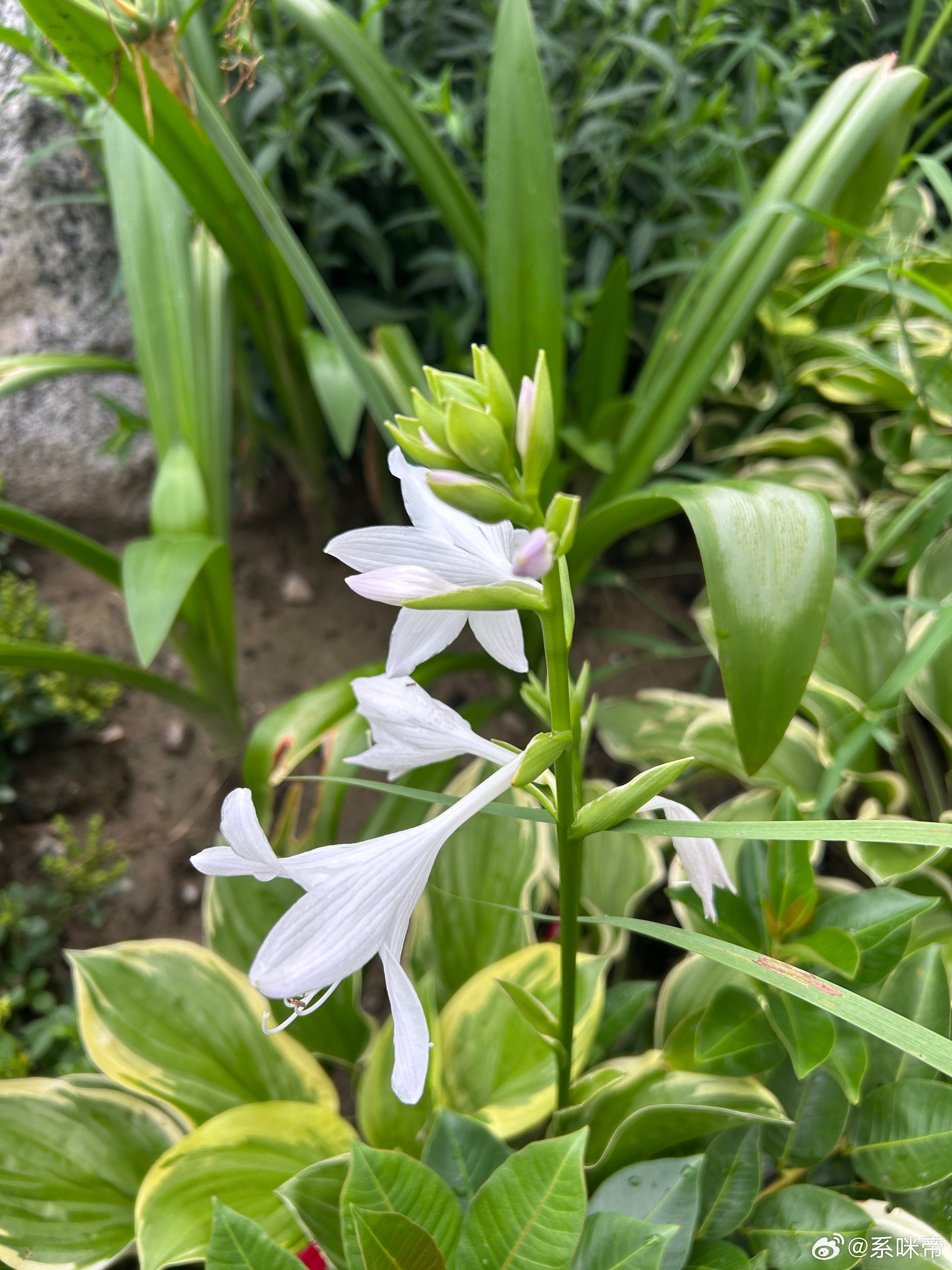 好看的花花草草～ 