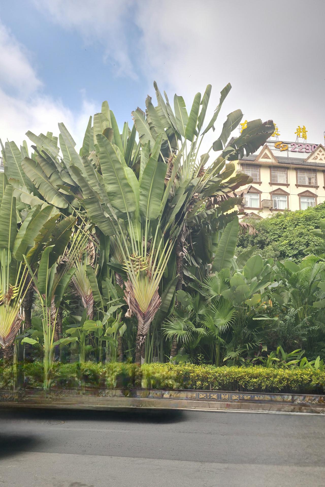 西双版纳傣族自治州街道上的热带雨林绿植真的是太漂亮了。[呲牙][呲牙]