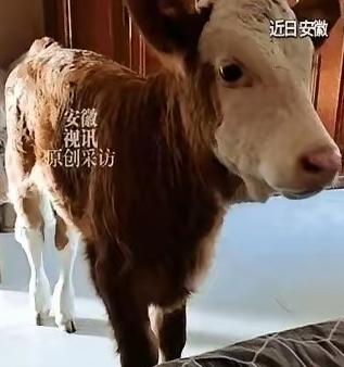 安徽卖馒头的大姐路过屠宰场，撞见一头刚从母牛肚里取出、就被扔路边等死的小牛，不顾
