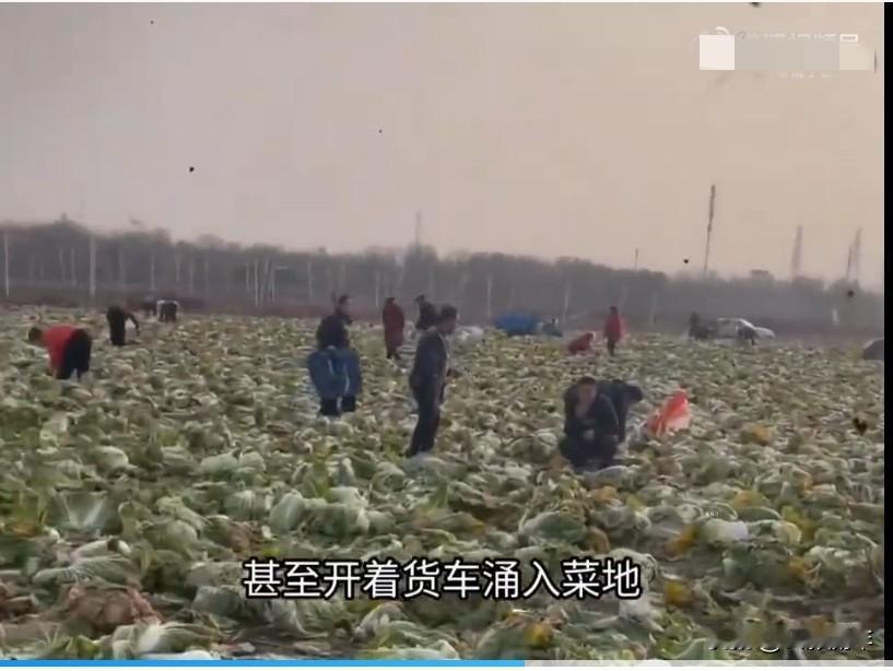 承包户一夜破产
数百人冲进菜地狂抢
白菜免费摘谣言致百万损失！
极目新闻和环球网