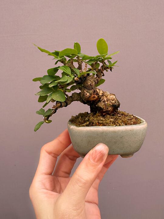 小小水蜡已春色摇曳