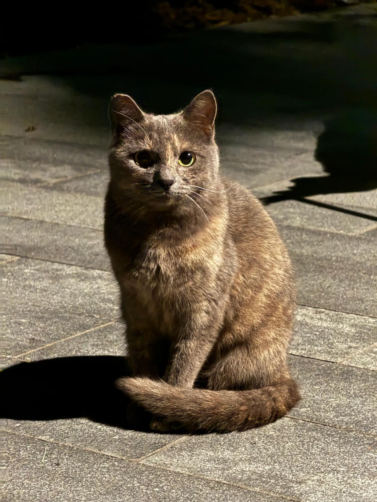 杭州被弃养流浪蓝猫妹妹求双向奔赴，性格温柔，非常亲人，被弃养好几个月了还在旧家附