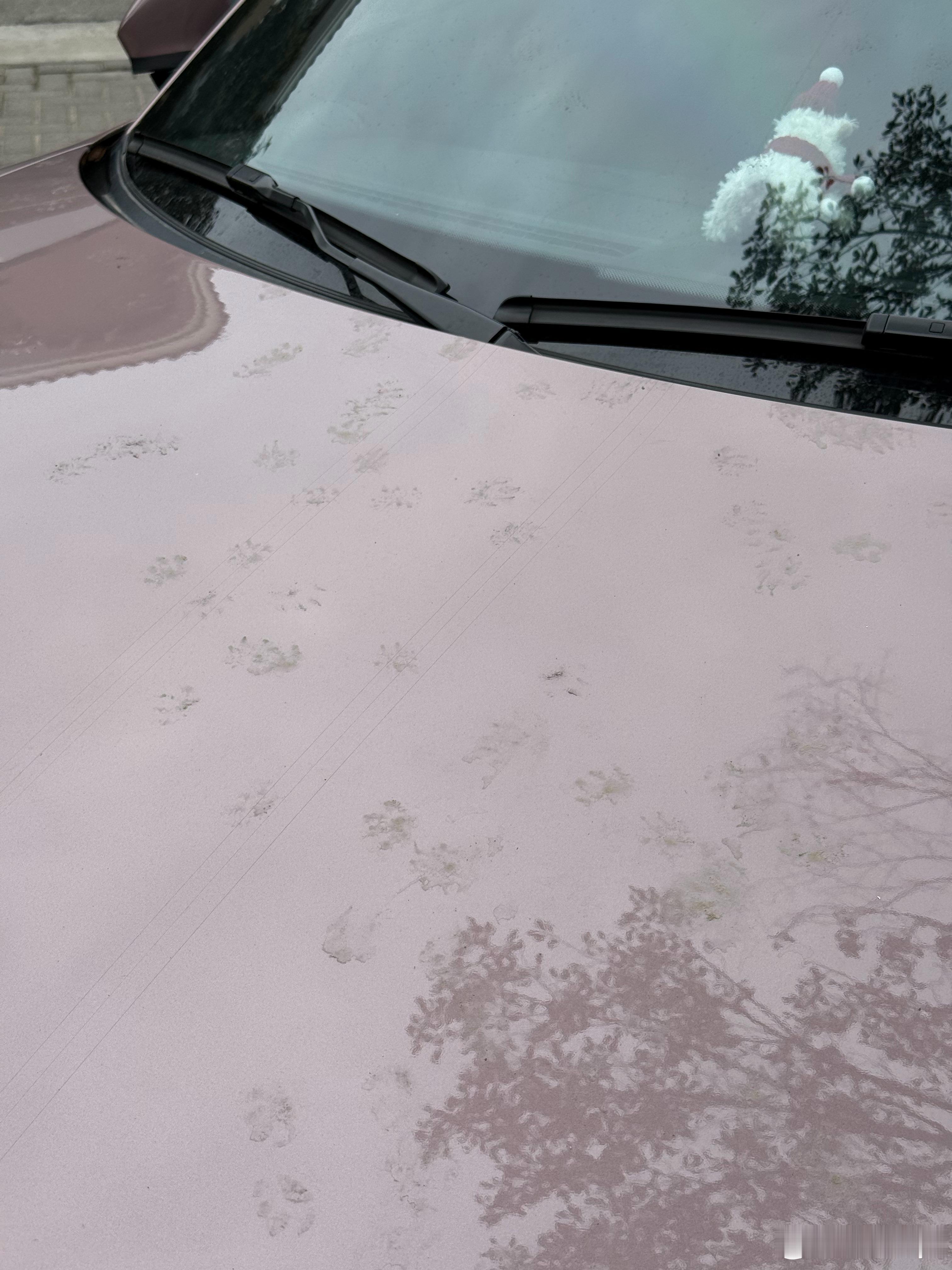 开着好久没开的旧能源（太久没开都变成停猫坪了），去给狗狗洗澡澡啦～ 