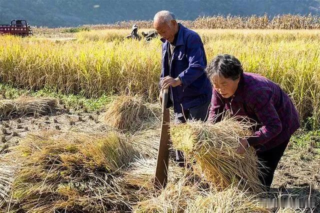 聊聊农民的生活起早贪黑，乐在其中