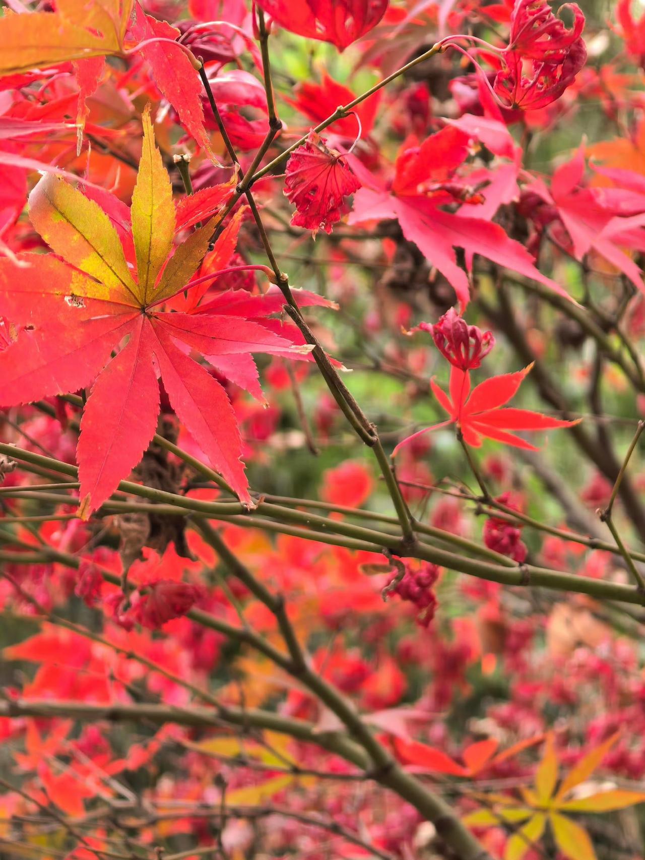 【福州冬天的浪漫  福山郊野公园】 

冬日的公园是彩色的！落羽杉染暖橙、红枫艳