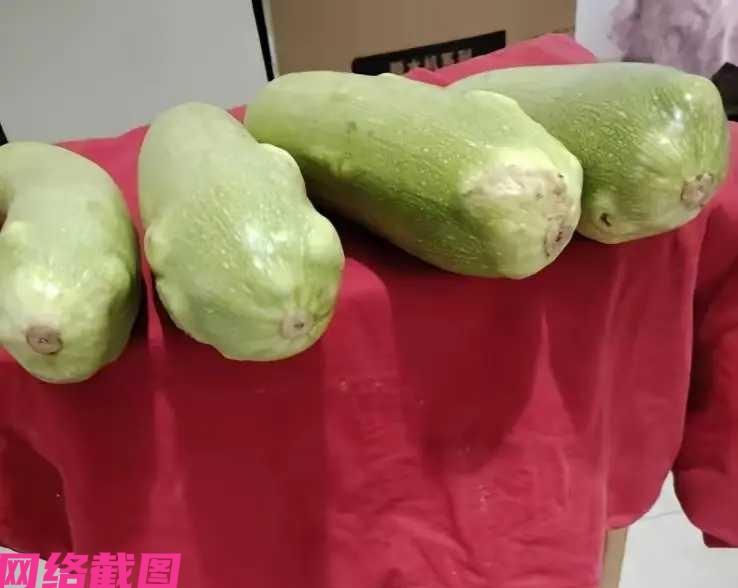 河北沧州有女子在回家路上，路边看到有卖西葫芦的摊位，便花五元钱买了五个西葫芦回家