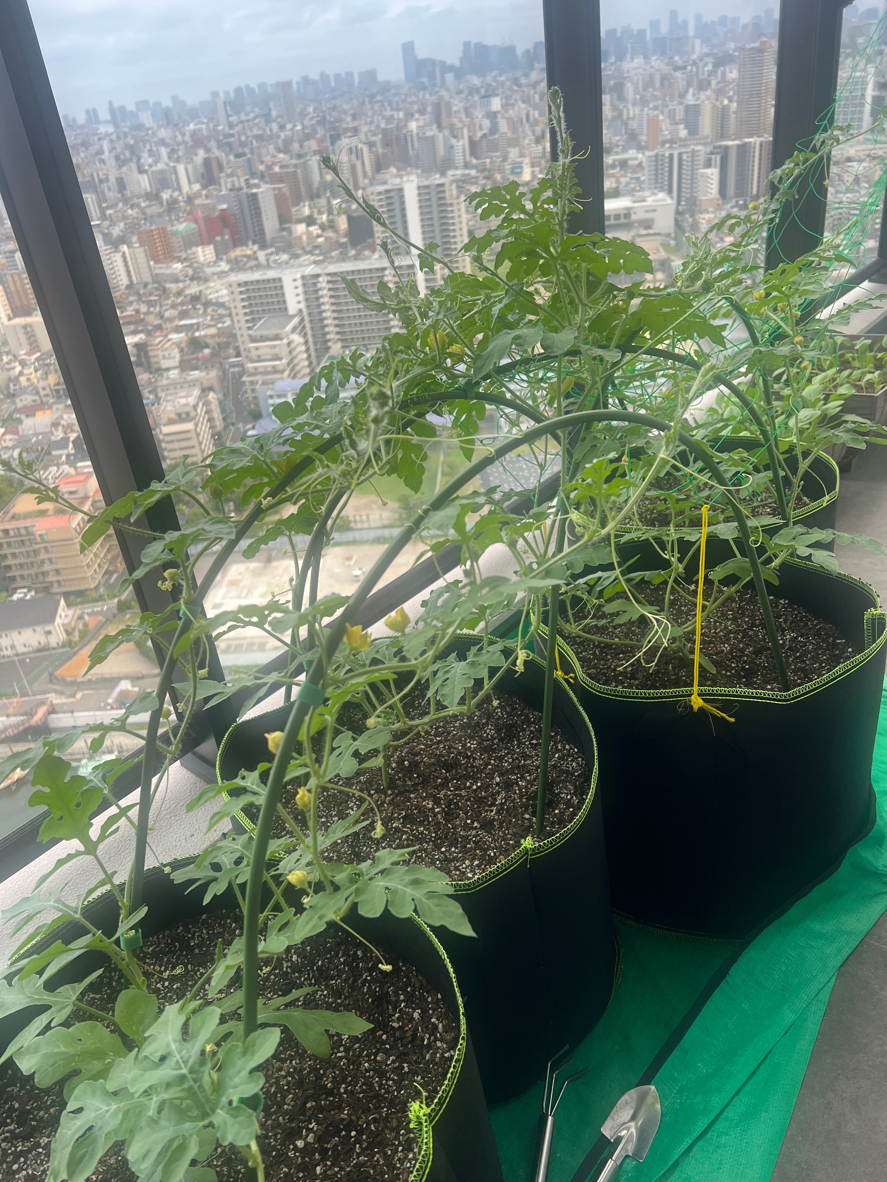终于开雌花了，仿佛看到了三个小西瓜。 