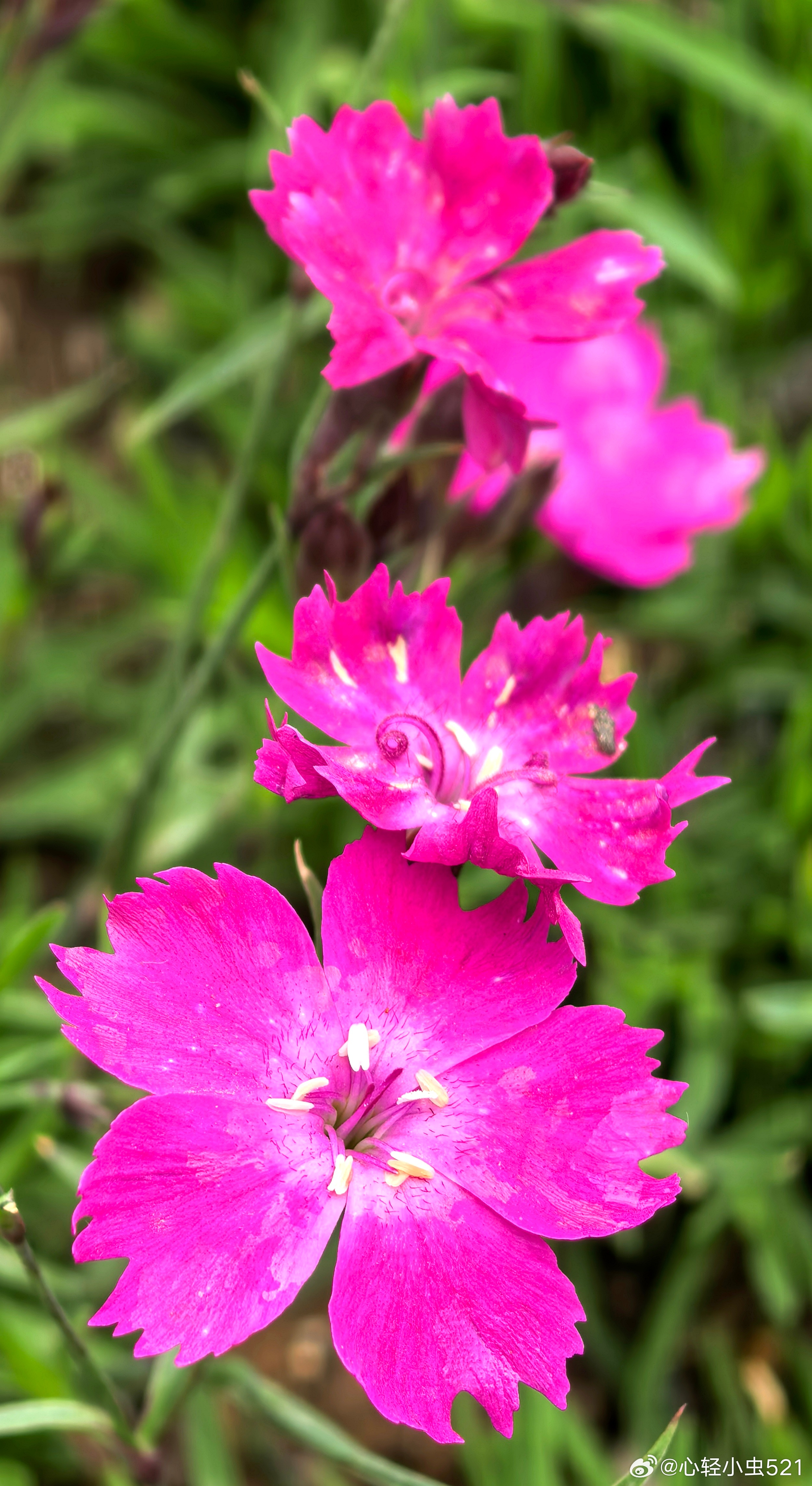 我的春天（临汾街头） 